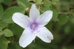 Barleria tomentosa